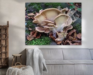 De herfst is de tijd voor paddenstoelen