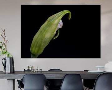 Flower bud on black background by Anita van Hengel