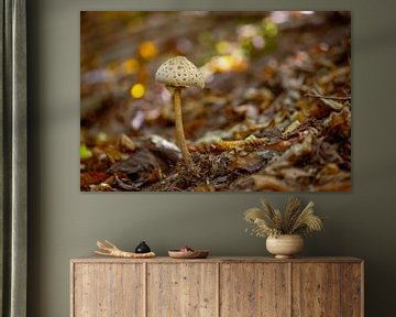 ein Parasol Pilz steht auf dem Waldboden eines Laubwaldes im Herbst von Mario Plechaty Photography