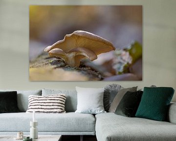 Pilze wachsen auf einem Baumstamm in einem Laubwaldes im Herbst von Mario Plechaty Photography