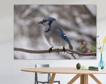 A Blue Jay in winter in the garden by Claude Laprise