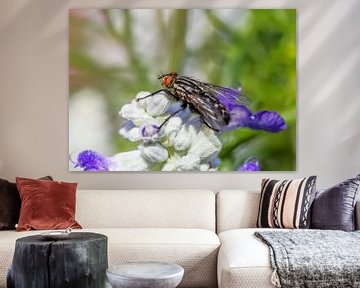 Makro von einer Fliege auf einer Blüte von ManfredFotos