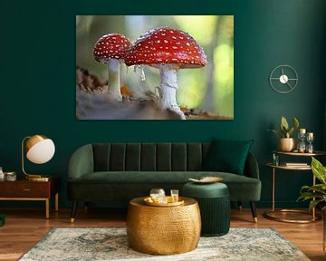 Le plus beau champignon des Pays-Bas sur Peter Bartelings