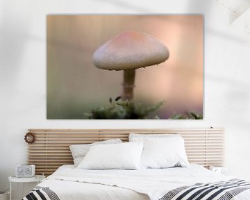 closeup van een een paddenstoel in pastelkleuren van W J Kok