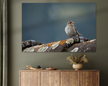 Young house sparrow by Steffie van der Putten