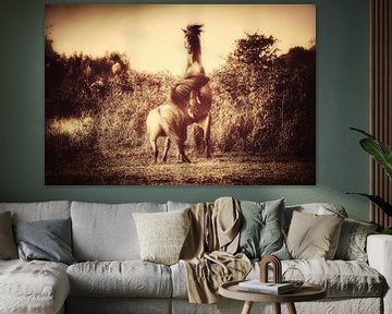 Vechtende hengsten, Hoogstandje van Maneschijn FOTO