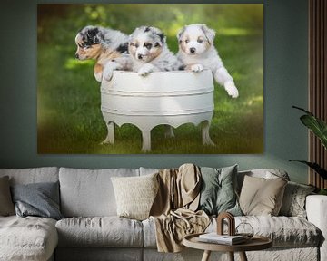 3 puppies in a bucket by Cindy Van den Broecke