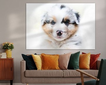 Close up Australian Shepherd van Cindy Van den Broecke