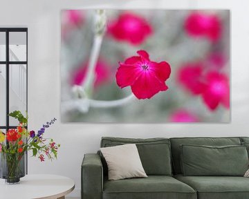 Heldere levendige cerise roze bloemen van Imladris Images