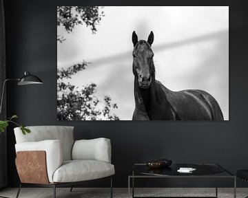 Nobele Stilte - Zwart-wit Equine Portret van Femke Ketelaar