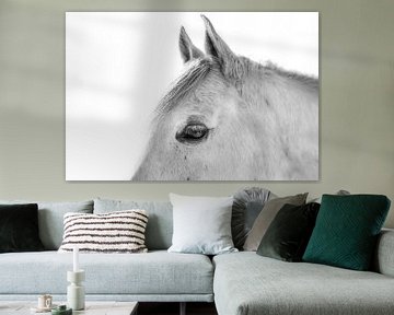 Fine Art white Horse with white background. by Femke Ketelaar