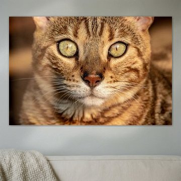 Fenêtres de l'âme - Les profondeurs d'un regard félin