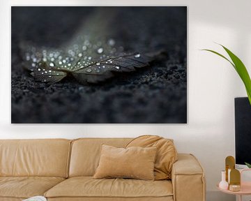 Abandoned leaf still considerably in tears