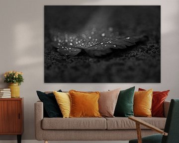 Abandoned leaf still considerably in tears Black and white