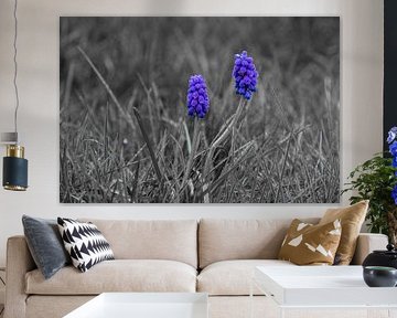 Blauwe druifjes met vroege ochtenddauw van Spruce up your Life