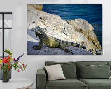 Iguanas in Curaçao by Sjoerd van der Hucht