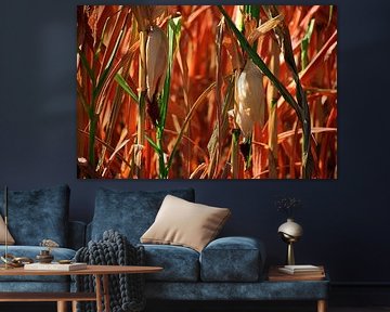 Autumn mood in corn field