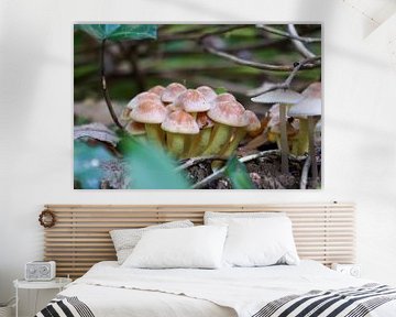Bosje paddenstoelen in Nederlands bos van Sannepouw_photography