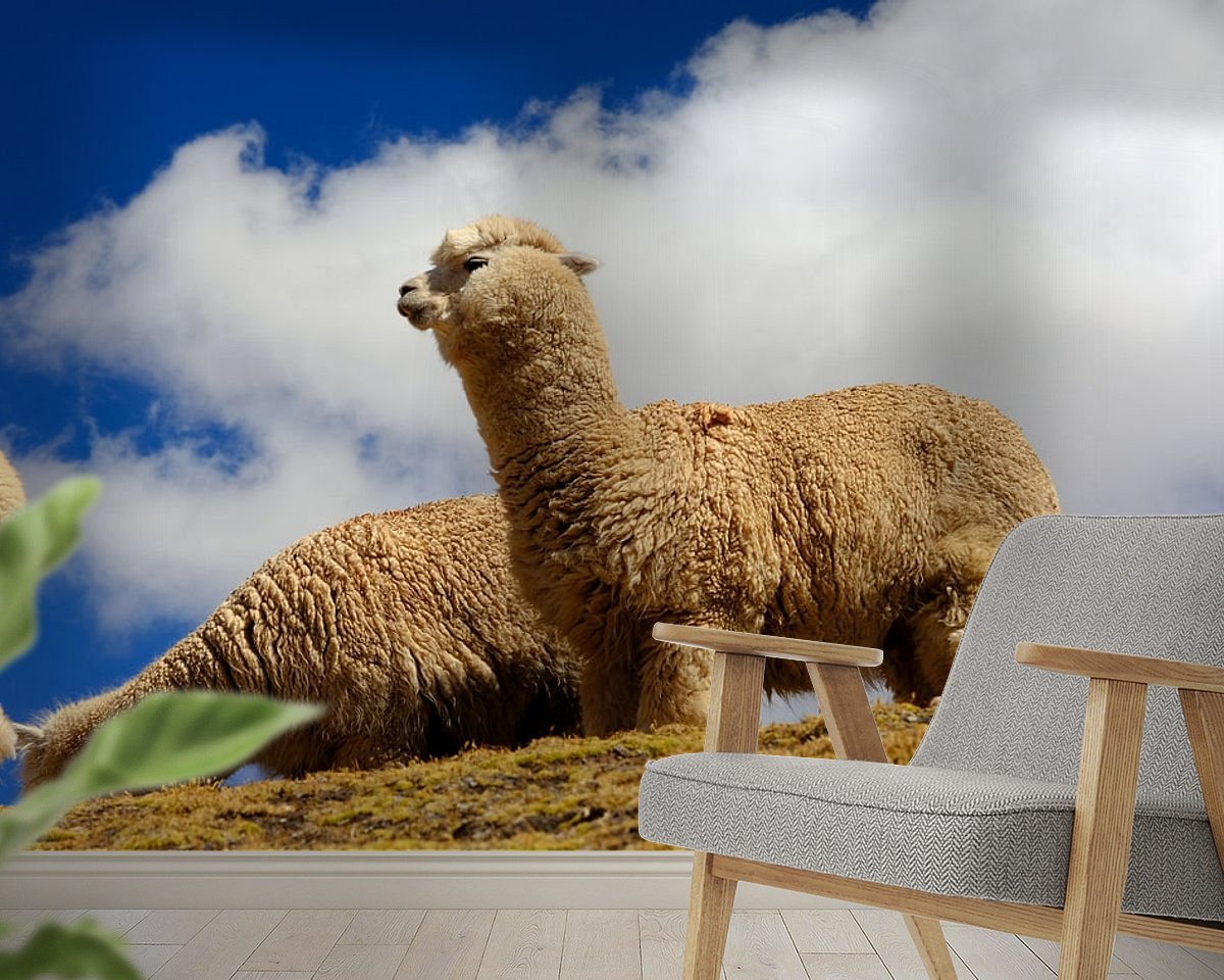 Raumvorschau