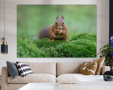Eichhörnchen in Grün von Tanja van Beuningen