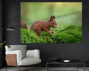 Squirrel among the moss by Tanja van Beuningen