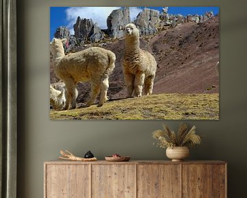 De alpaca, de kameel in de Andes van Gerhard Albicker