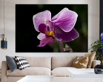 closeup van een paarse orchidee van W J Kok