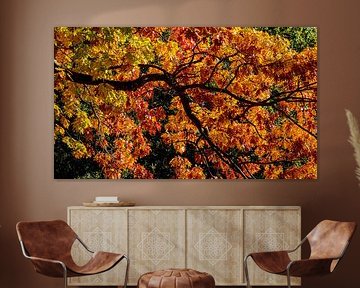 Autumn Colors in the Trees
