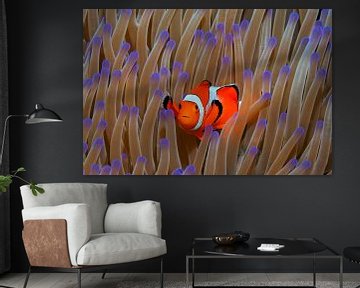 False anemone fish in splendor anemone by Norbert Probst