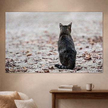 Chat dans les feuilles d'automne