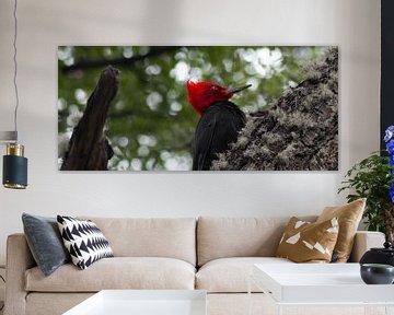 Magellanic woodpecker van BL Photography