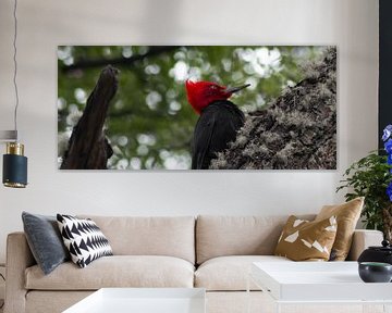 Magellanic woodpecker by BL Photography