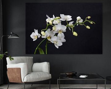 gros plan d'une orchidée blanche sur W J Kok