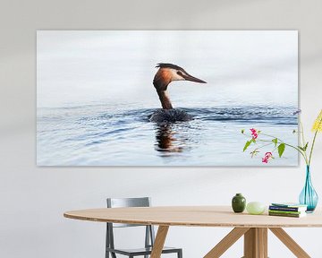 Great Crested Grebe ( Podiceps Cristatus )
