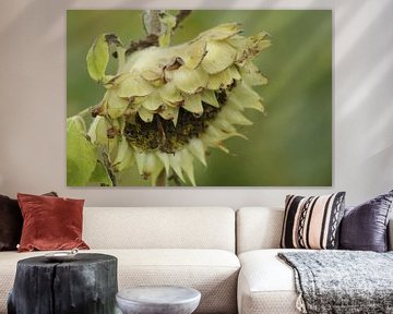 faded sunflower by Yvonne Blokland