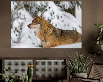 Wolf (Canis lupus) van Dirk Rüter