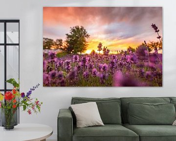 Lavender field at sunset by Peter Abbes