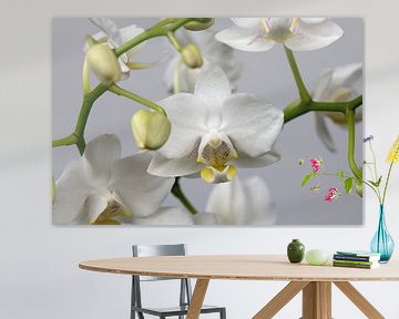 closeup van een orchidee op een witte achtergrond van W J Kok