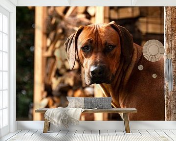 Rhodesian Ridgeback Leo