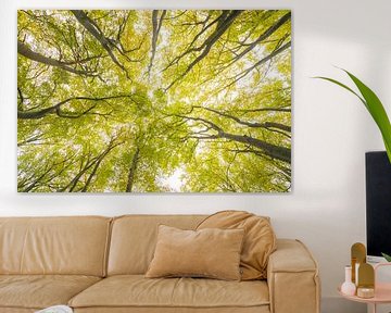 Zicht naar boven in een beukenbos met bruine bladeren op de heuvel van Sjoerd van der Wal Fotografie