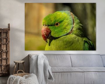 Parrot / Papegaai van Maurice Meerten