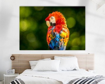 Parrot / Papegaai van Maurice Meerten
