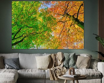 Zicht naar boven in een beukenbos tijdens de herfst van Sjoerd van der Wal Fotografie