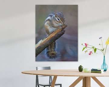 Écureuil terrestre sibérien timide sur BHotography