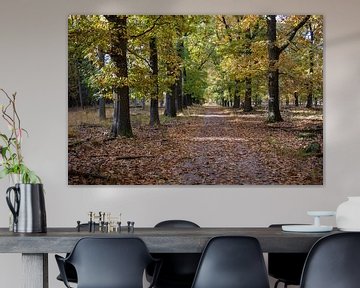 Autumn in the oak forest by whmpictures .com