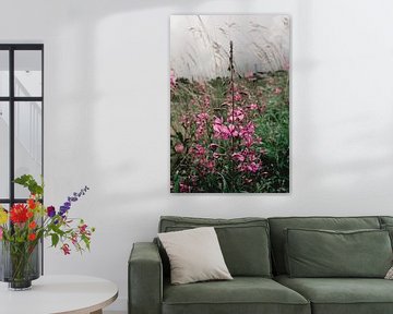 Willow rose in Austria by Gerlinda Lassche
