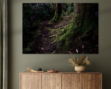 Moss-covered trees in a dark forest