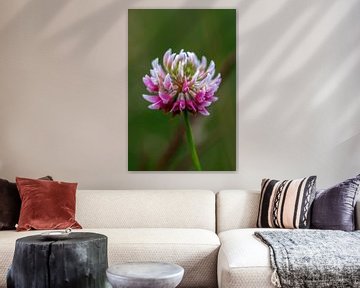 Rotklee (Trifolium pratense) von Fotomakerij