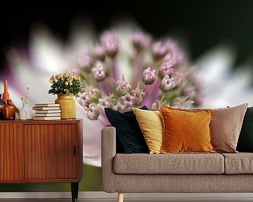 Sterndolde softly van Roswitha Lorz