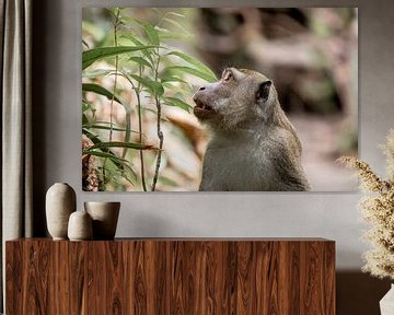 Macaque en liberté à Bornéo sur Femke Ketelaar